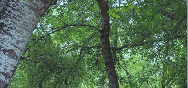 El Departamento de Educación y Fundación Ibercaja promueven la iniciativa “El bosque del cole”